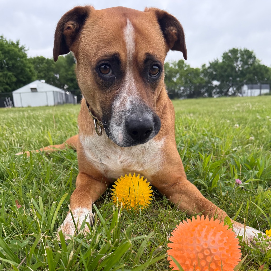 Taz