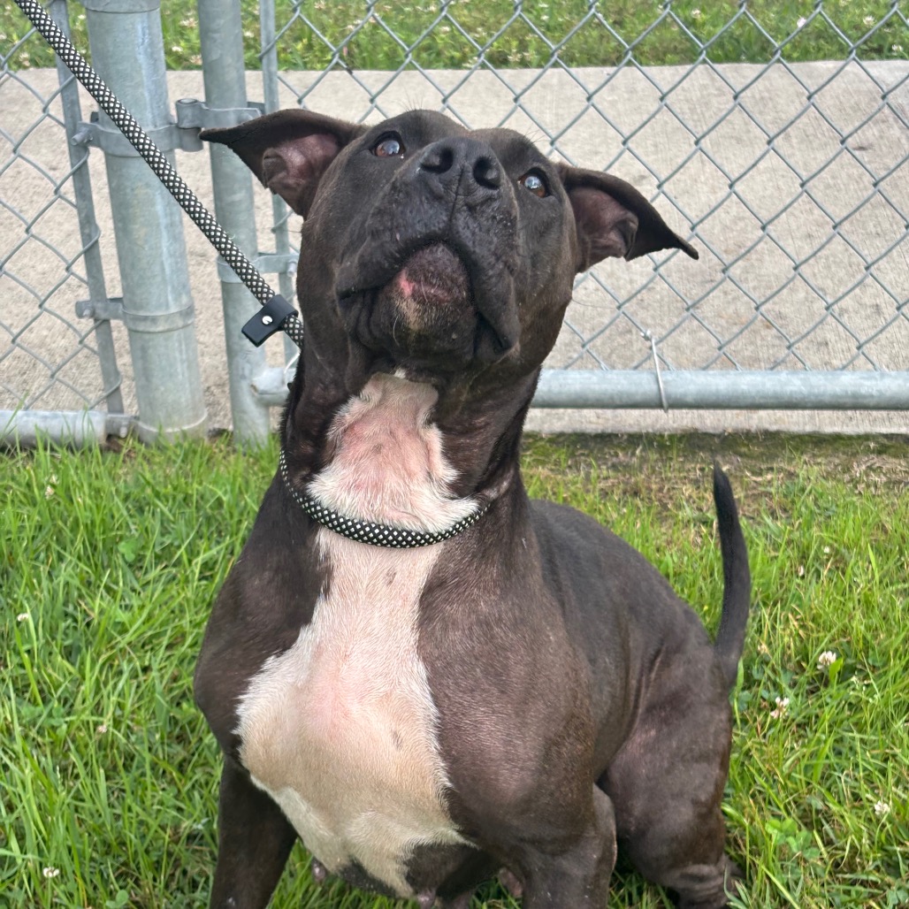 NICOLE - Terrier, American Pit Bull / Mixed Breed (Medium) available for adoption