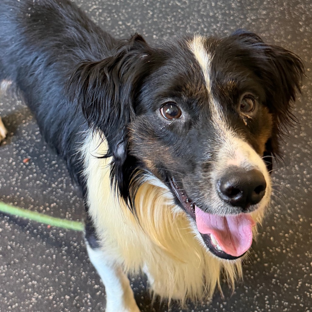 JASPER - Shepherd, Australian / Mixed Breed (Medium) available for adoption