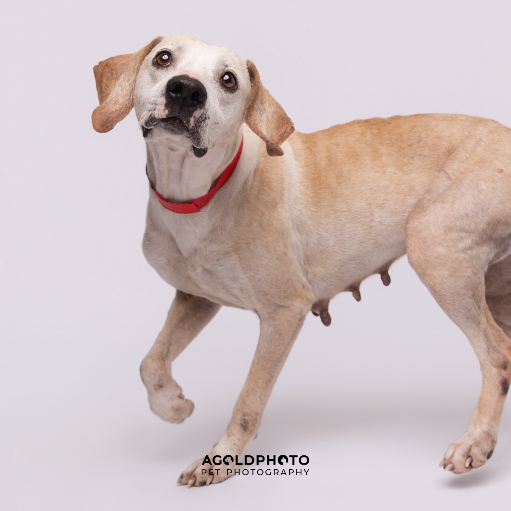 Bessie — thumbnail 5