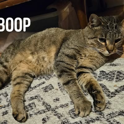 Boop C10081