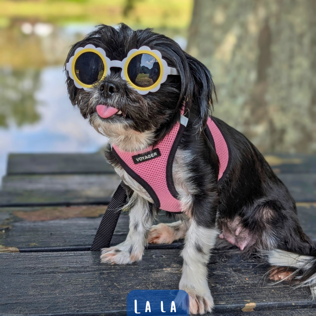 LaLa 08-2721