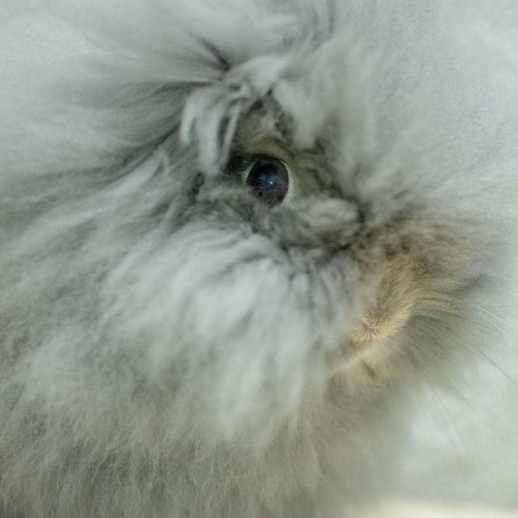 Poppy, photo 23