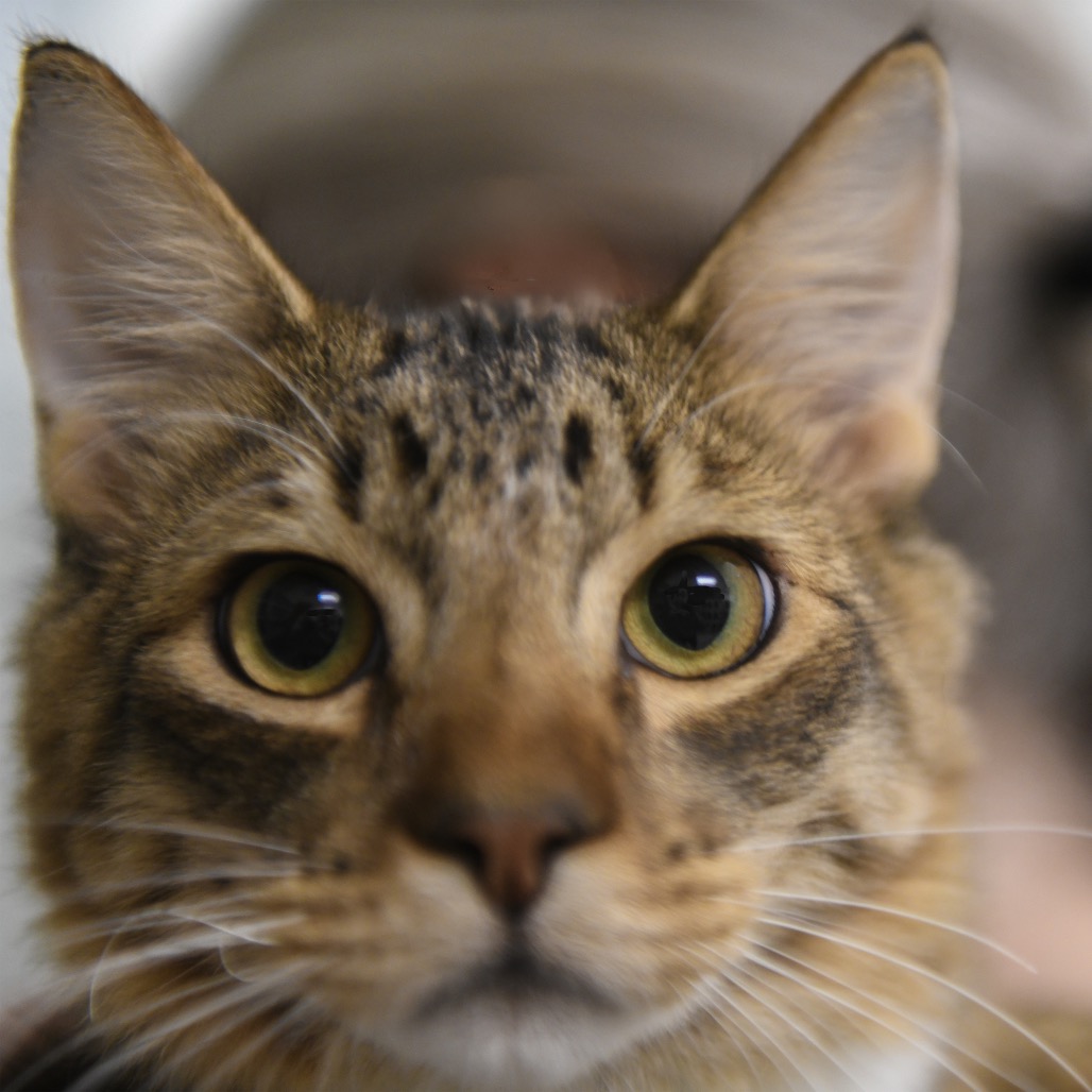 Liko - Domestic Shorthair