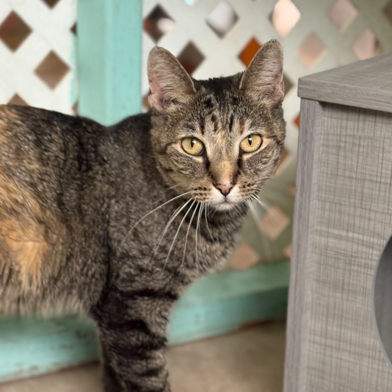 Full body shot of Lil Bit