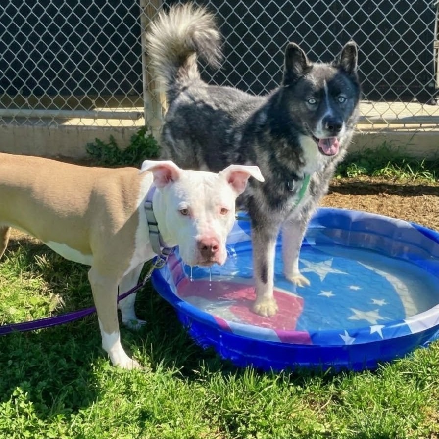 BONNIE - Mixed Breed (Medium) available for adoption