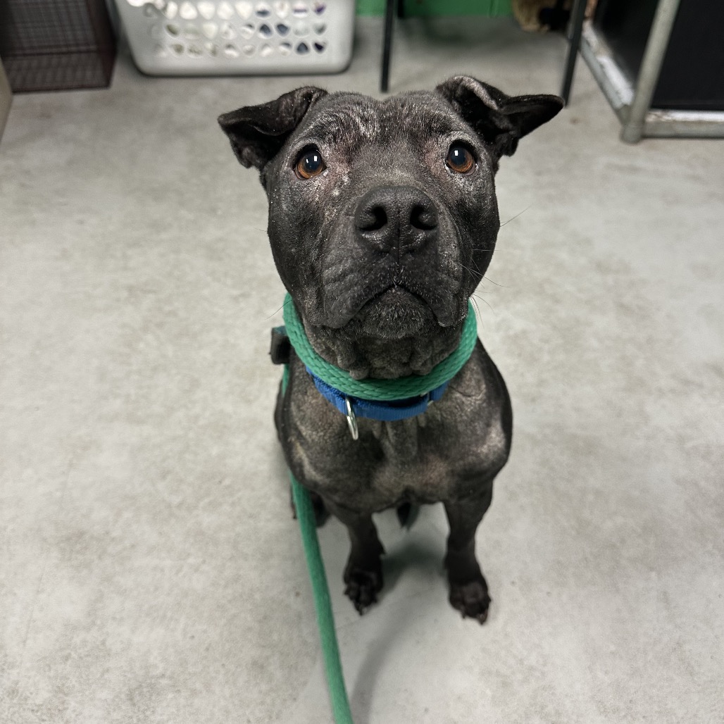 Lola — thumbnail 5