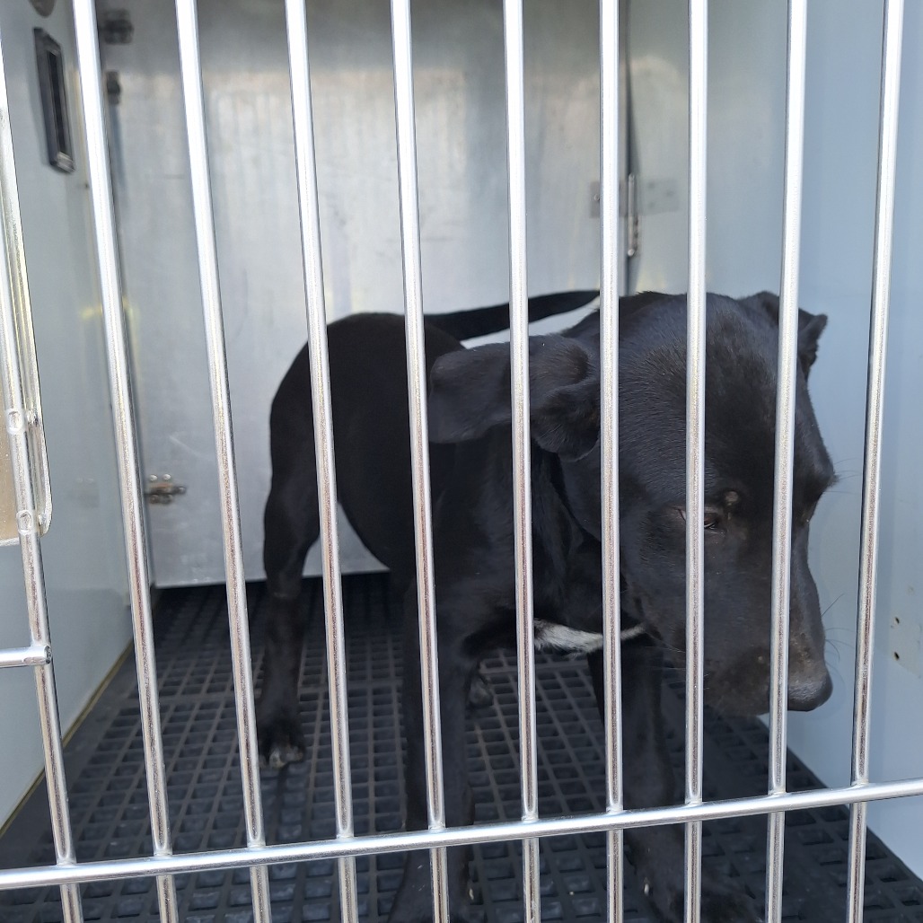 Kennel#10a Van's preview photo