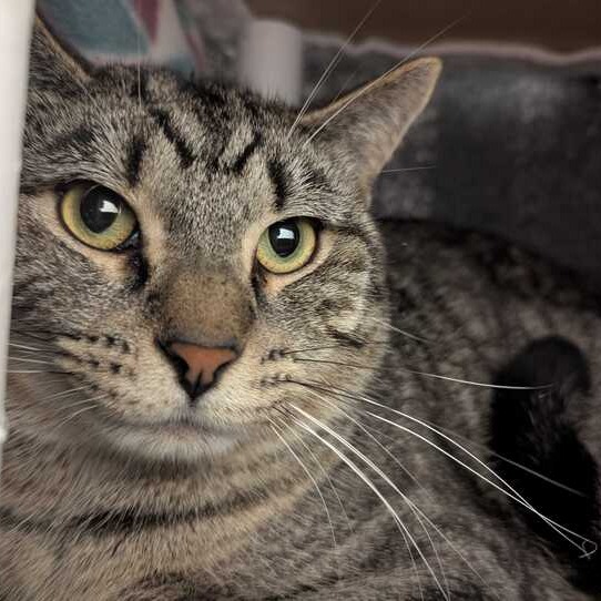 CRAB - Domestic Shorthair available for adoption