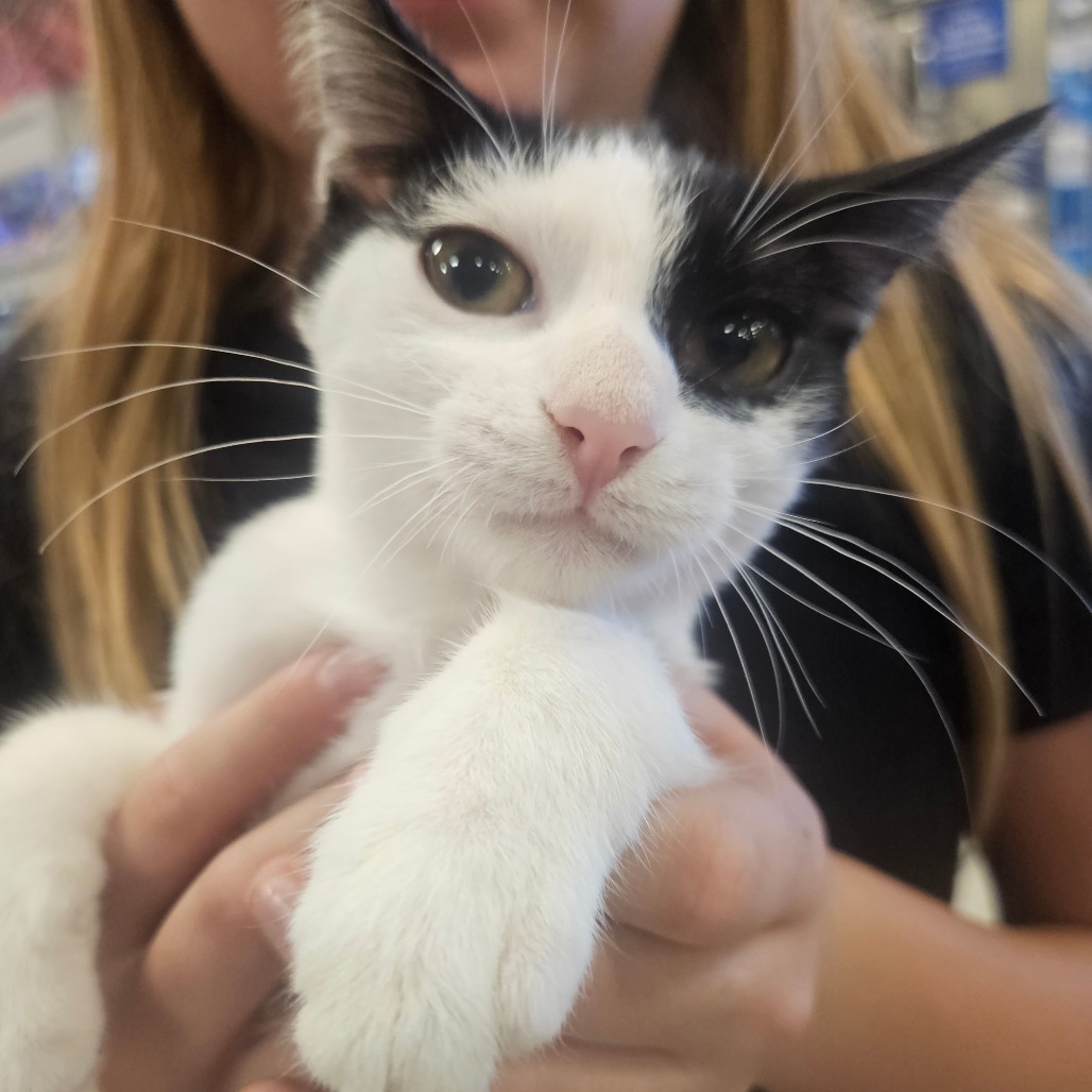 CHEESE STICK - Domestic Shorthair available for adoption