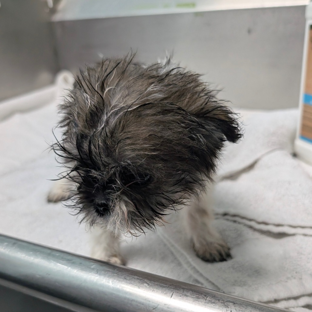 Bowie — thumbnail 4