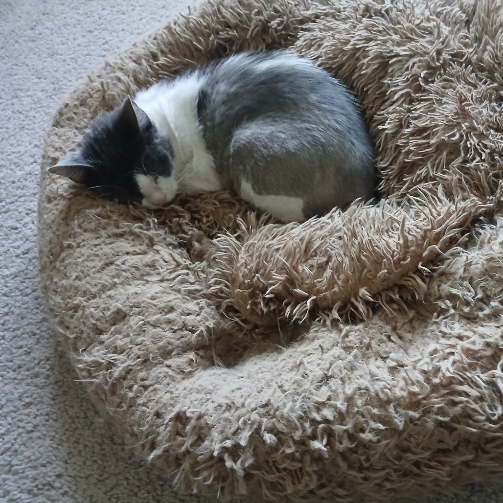 Roxy - Foster — thumbnail 3