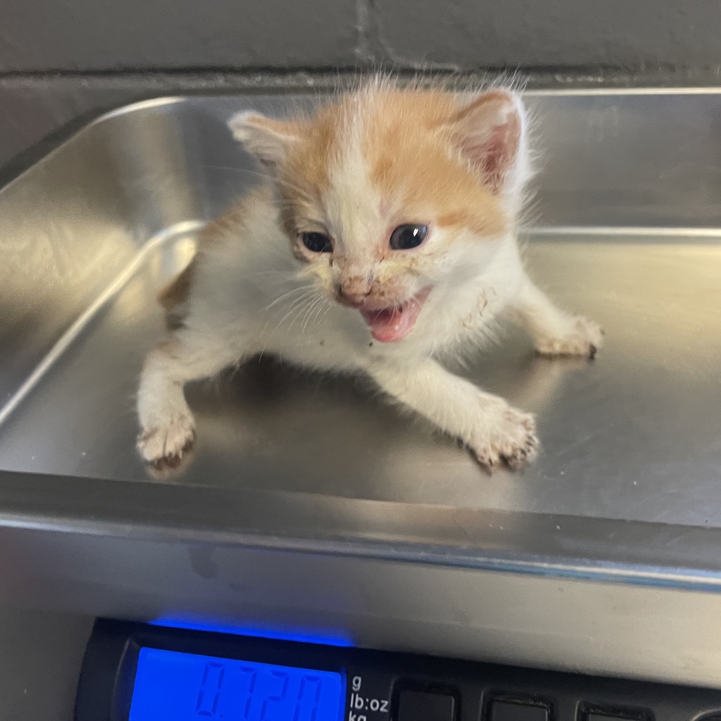 Tusc Stray 84808 2 3 4 5