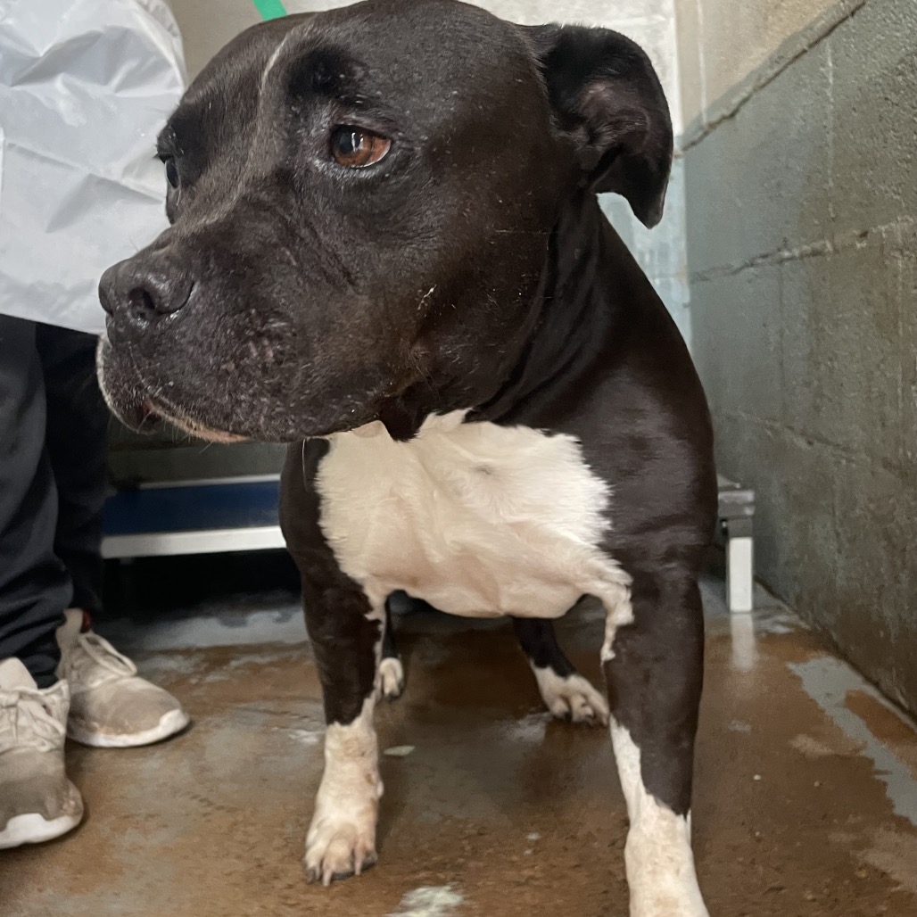 SOOKIE - Terrier, American Pit Bull / Mix available for adoption
