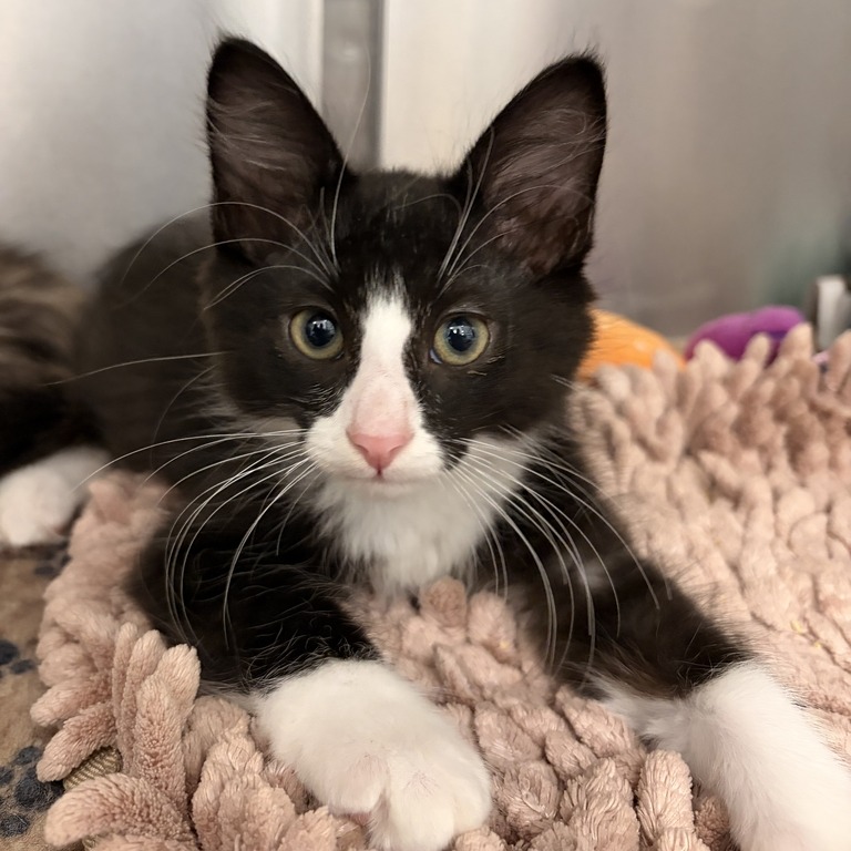 TATER CHIP - Domestic Medium Hair available for adoption
