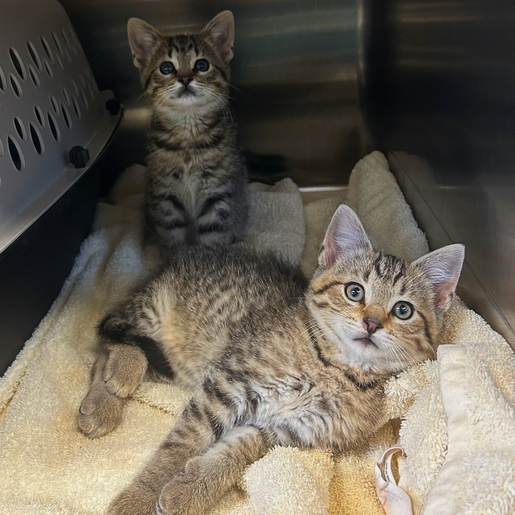 THOMAS TOMATO - Domestic Shorthair available for adoption