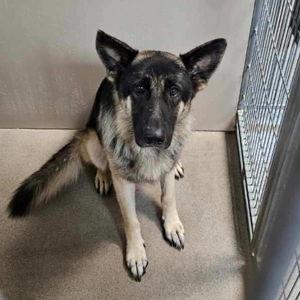 Kennel#6 Borris's preview photo
