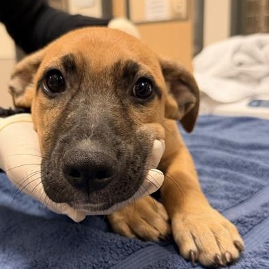 BONNIE - Mixed Breed (Medium) available for adoption