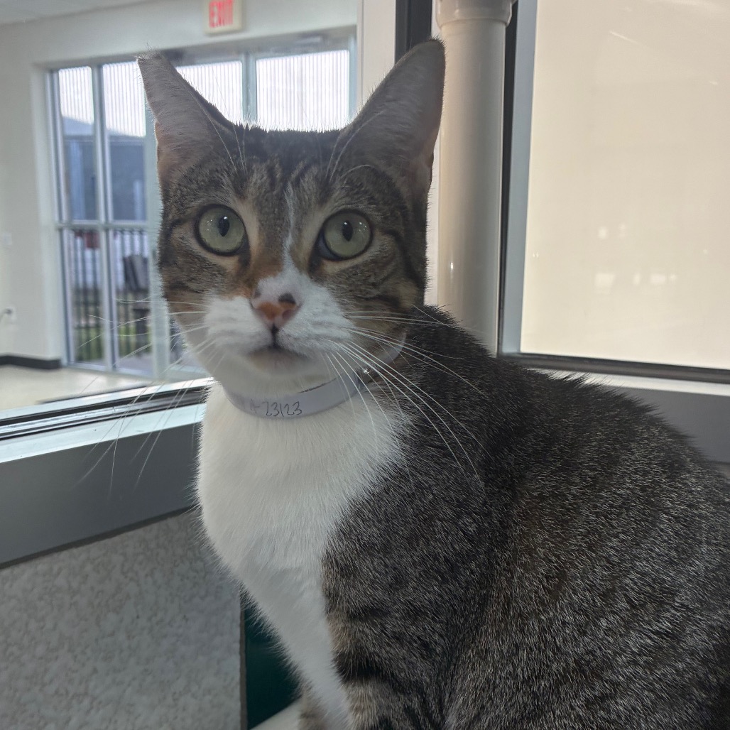 BETTY BOOP - Domestic Shorthair available for adoption