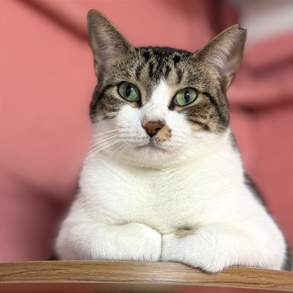 Another portrait of Tulip