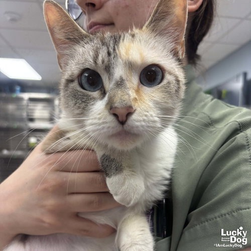 TINKERBELL - Domestic Shorthair available for adoption