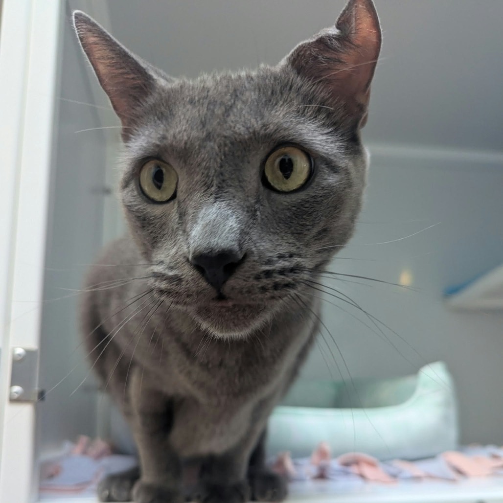MOJO - Domestic Shorthair available for adoption