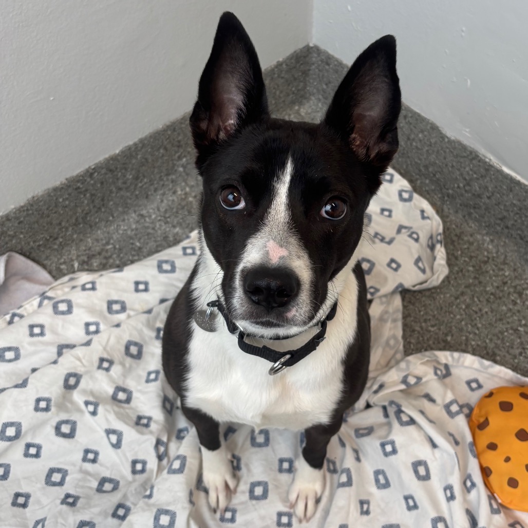 Porkchop — thumbnail 3