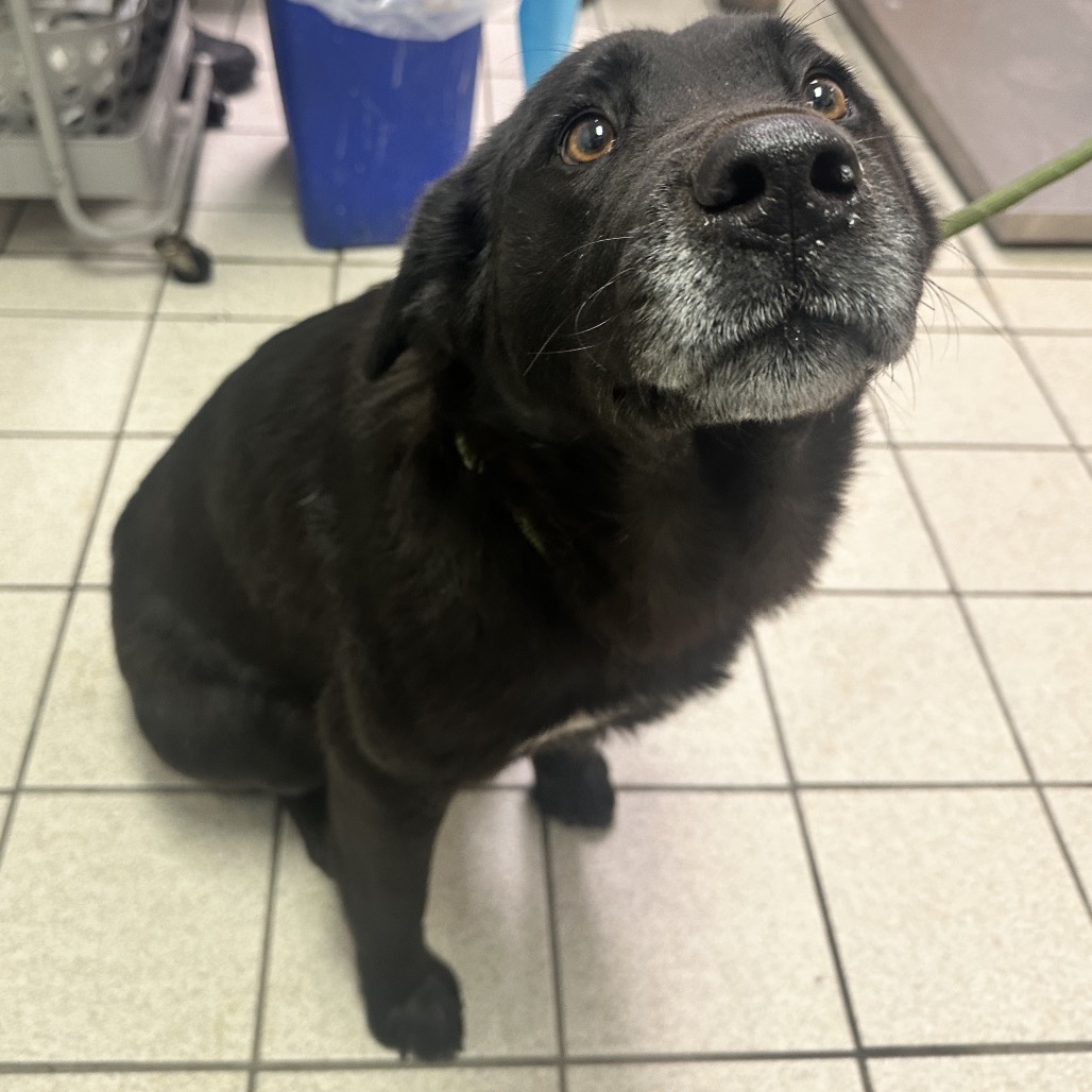 Rainbow — thumbnail 2