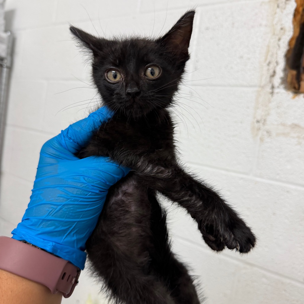 JELLY BEAN - Domestic Shorthair available for adoption