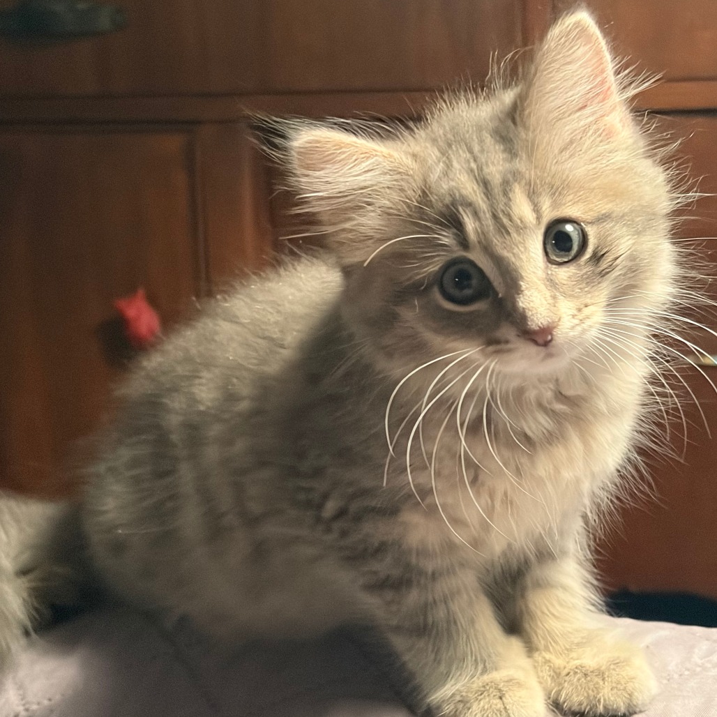 Etta Image