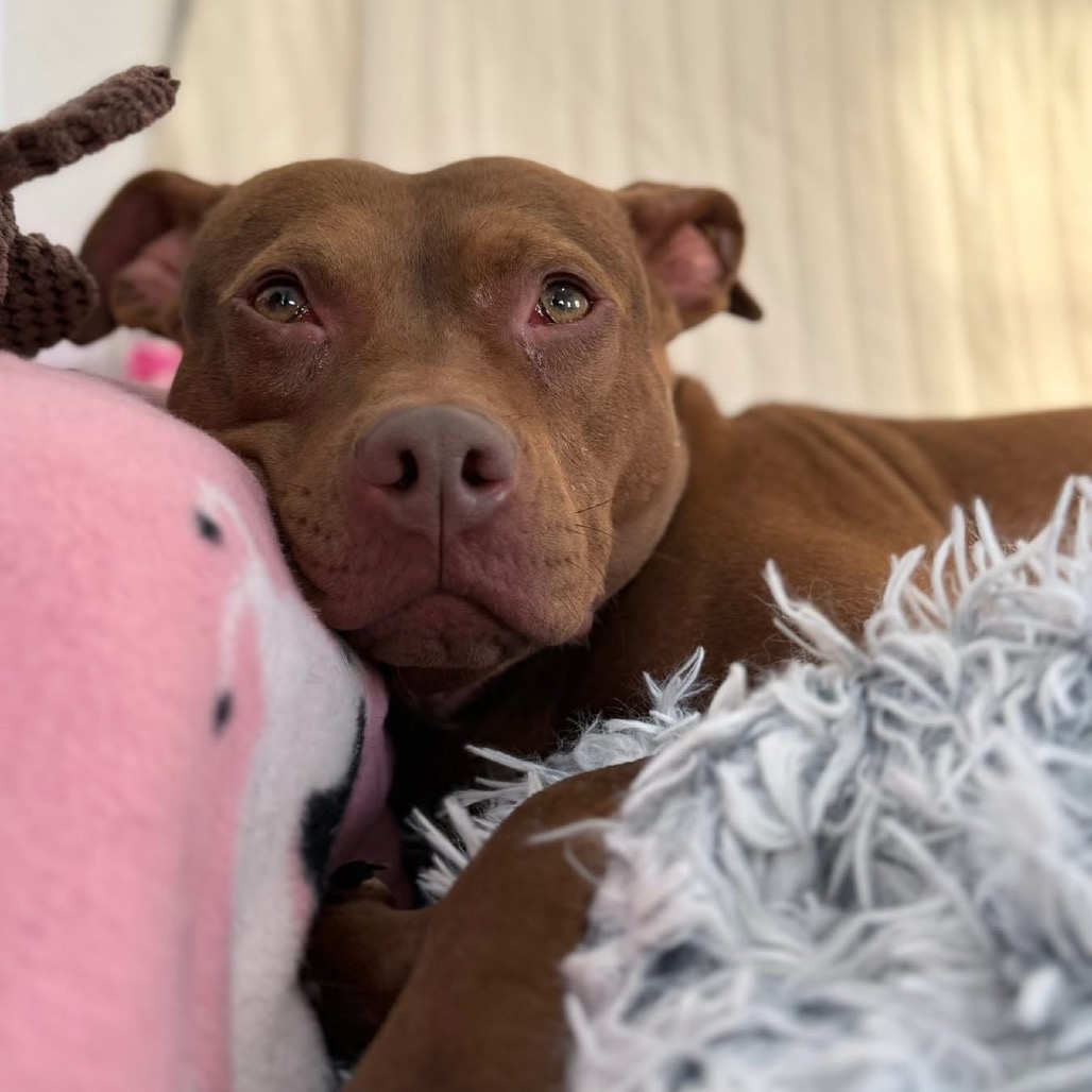 Oshie (A457650) 