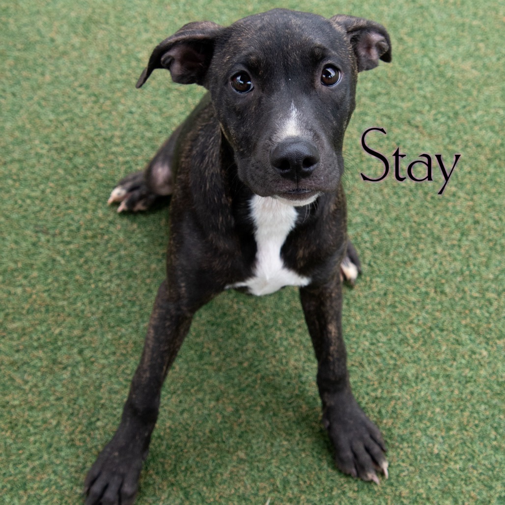 Stay