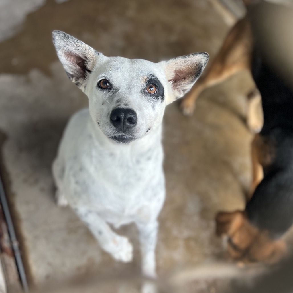 KRISTY - Shepherd available for adoption