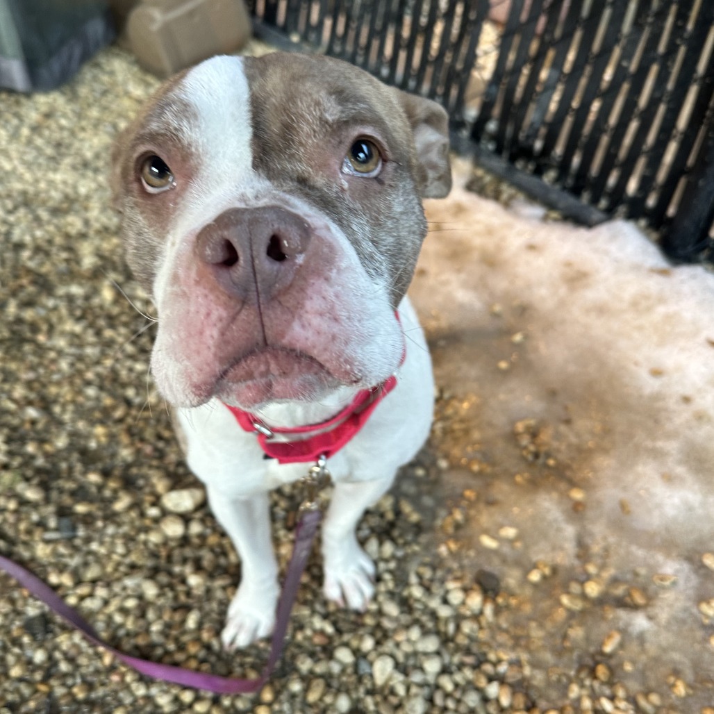 Anansi — thumbnail 5