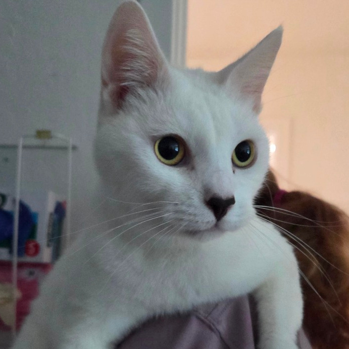 Arlo, photo 4