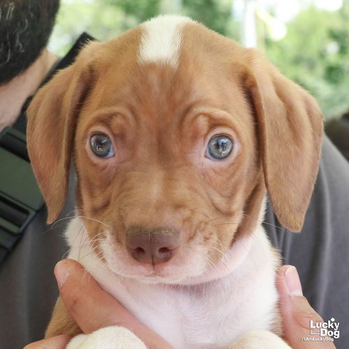 CONE - Retriever / Beagle available for adoption