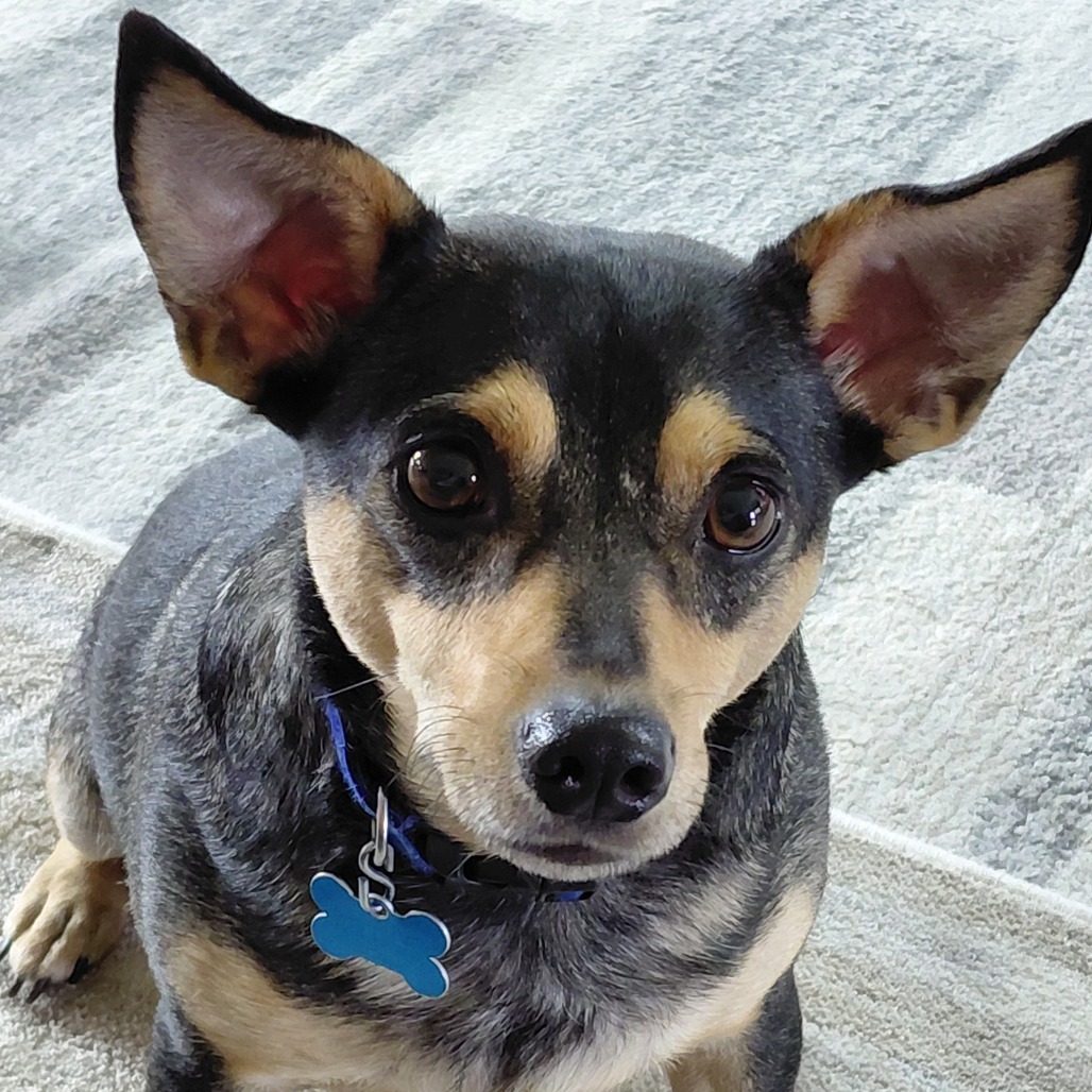 Willow, photo 7