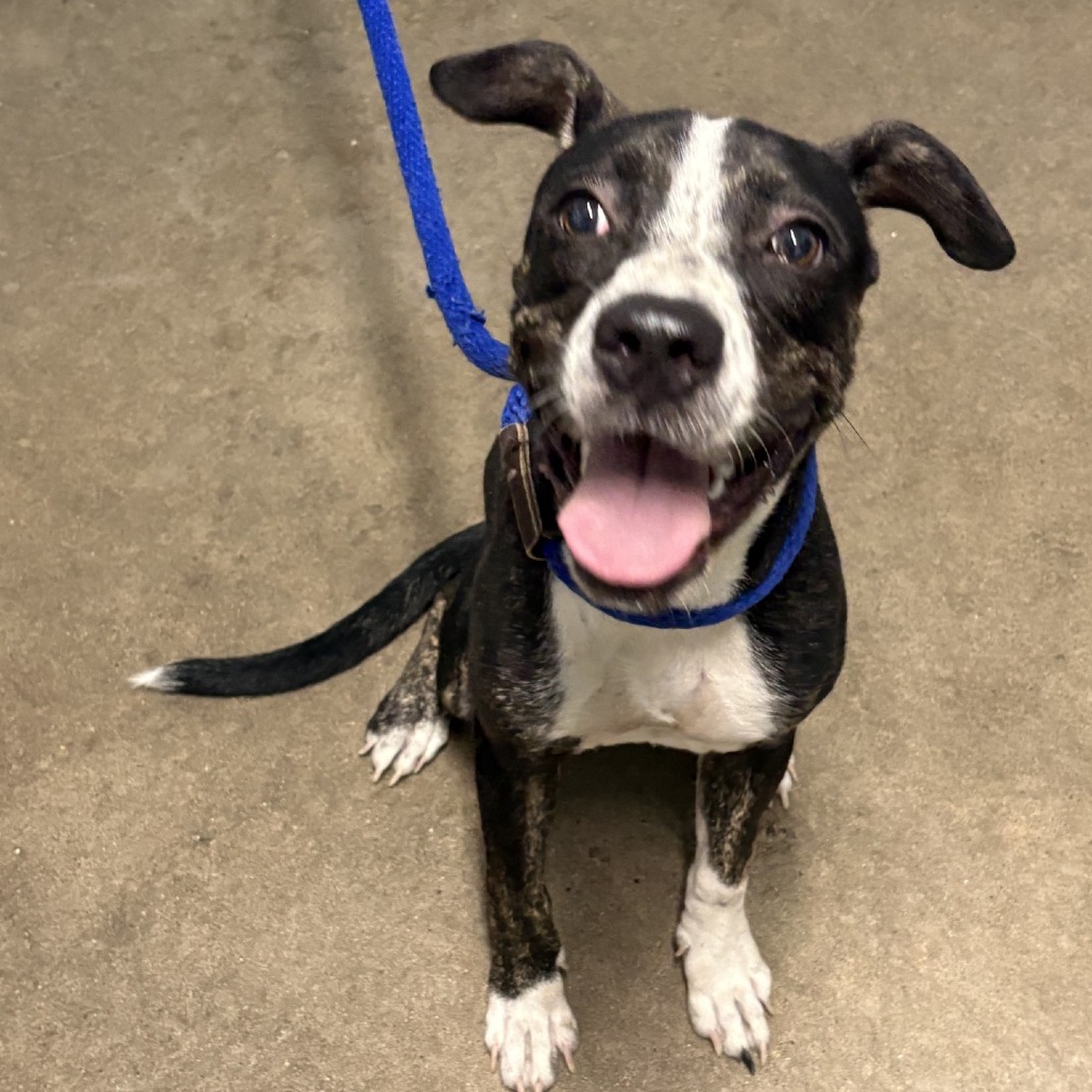 MADELINE - Terrier, Pit Bull / Hound available for adoption