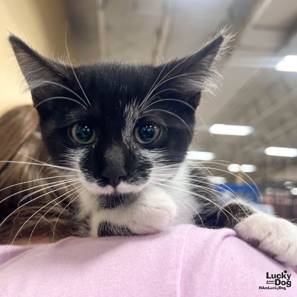 BLACKBERRY - Domestic Shorthair available for adoption