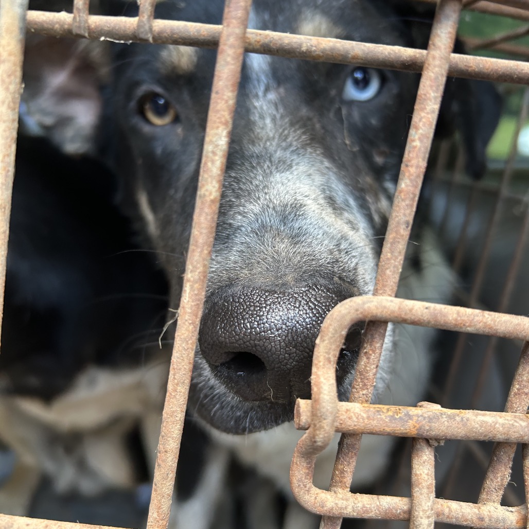 DRAKE - Shepherd, Australian / Mix for adoption in Chattanooga