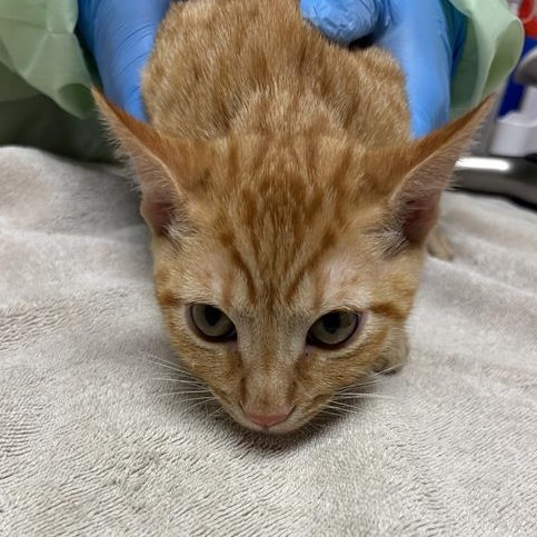 Mars: Male 4 Domestic Shorthair