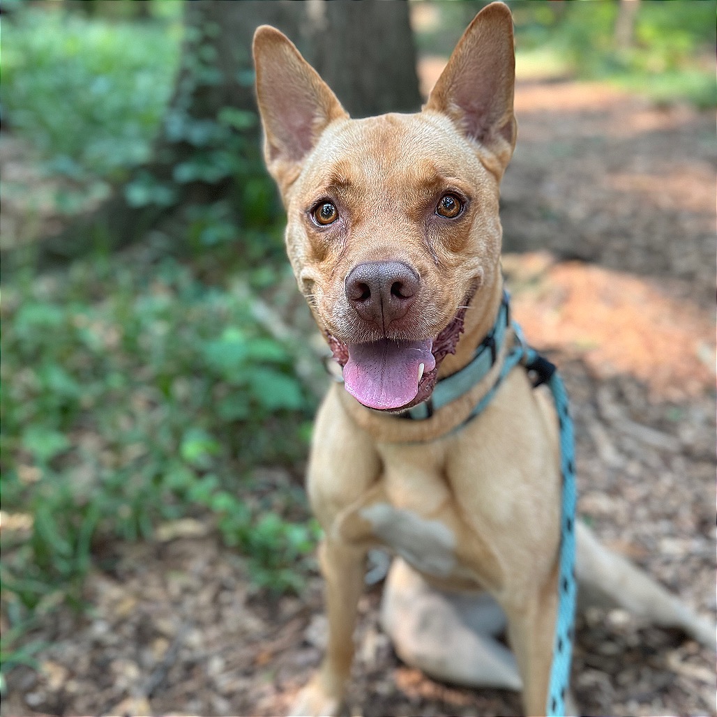 Bunty, adoptable senior dog