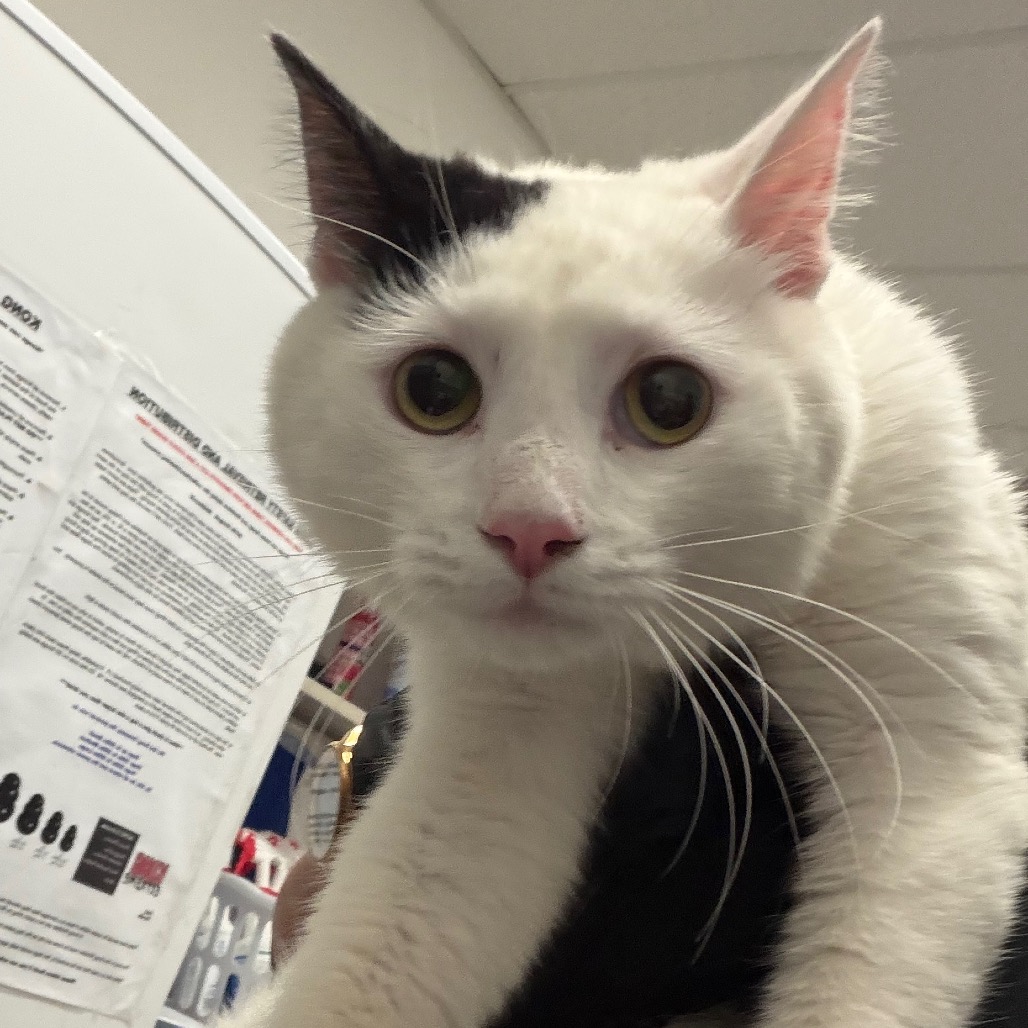 DEAN - Domestic Shorthair available for adoption