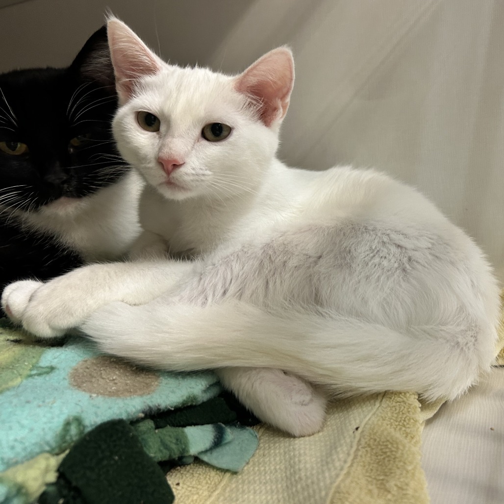 Angel - Domestic Shorthair