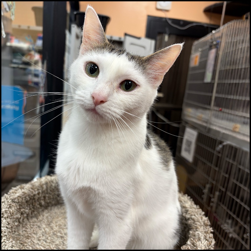 ELLA - Domestic Shorthair available for adoption