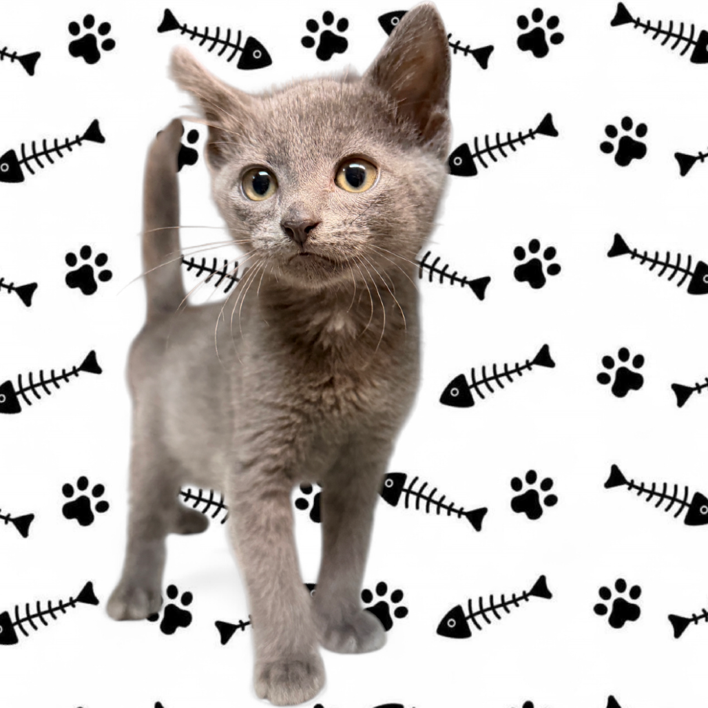 Slinky S1, available for adoption at PVAS