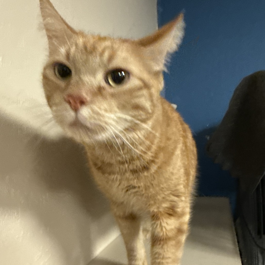 Sailor Jerry picture #2