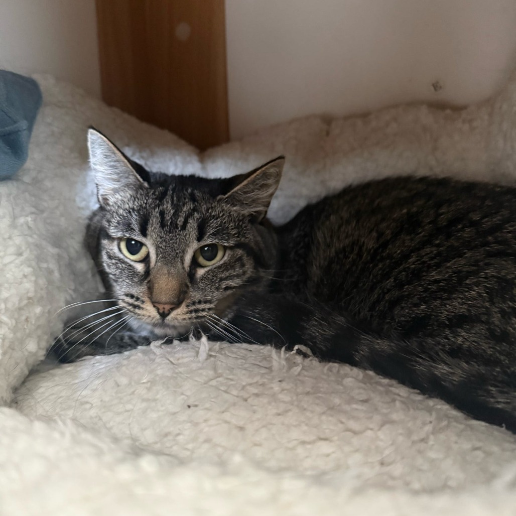 Tabitha, photo 3