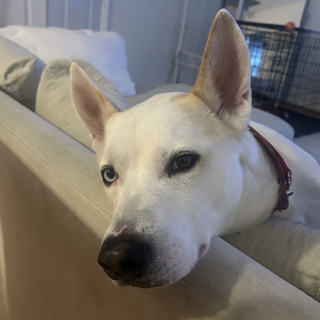 Ozzie — thumbnail 2