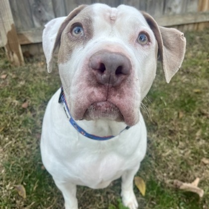 Bella — thumbnail 8